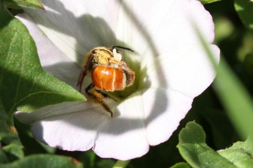 Réf. 197 964 : Andrena pellucens