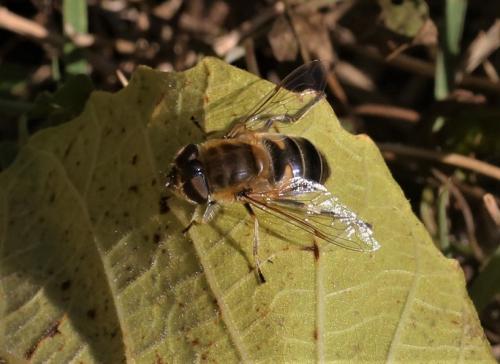 Eristalis similis
