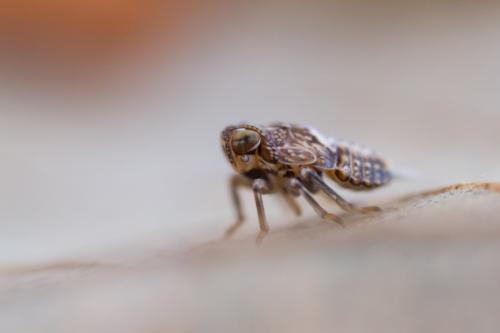 Issus sp.