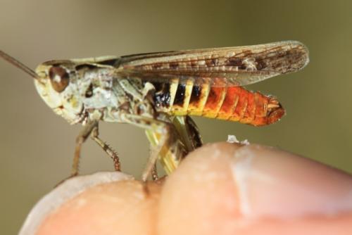 Réf. 197 960 : Omocestus haemorrhoidalis haemorrhoidalis
