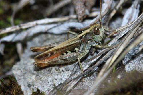 Réf. 197 961 : Omocestus haemorrhoidalis haemorrhoidalis