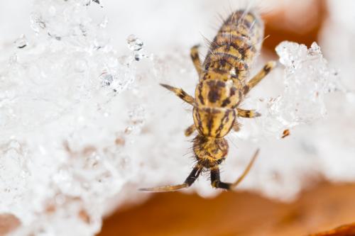 Réf. 197 475 : Orchesella villosa