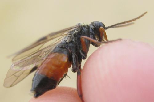 Aglaostigma aucupariae