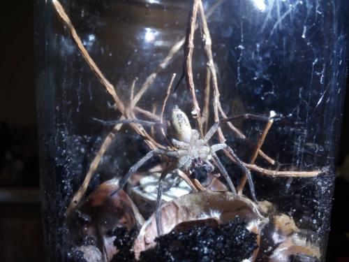 Zoropsis spinimana