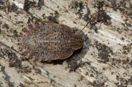 Réf. 197 602 : Sciocoris homalonotus