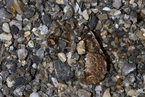 Réf. 197 603 : Sciocoris homalonotus