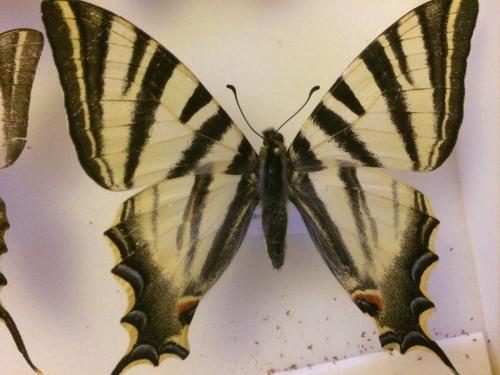 Iphiclides sp.