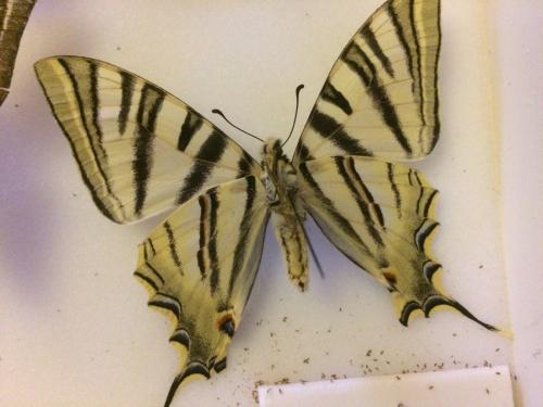 Iphiclides sp.