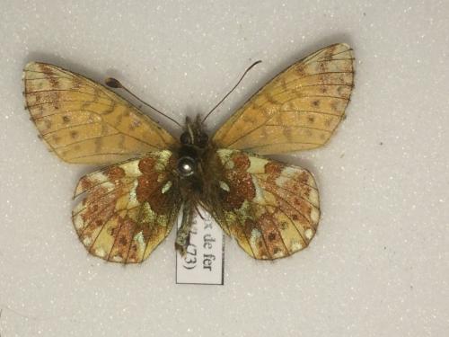 Réf. 197 235 : Boloria sp.
