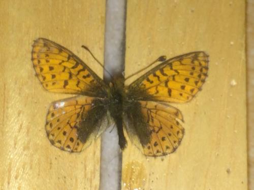 Réf. 197 236 : Boloria sp.