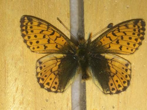 Réf. 197 239 : Boloria pales