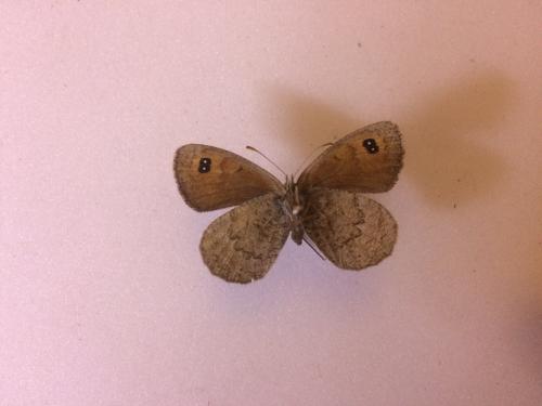 Réf. 197 372 : Erebia cassioides