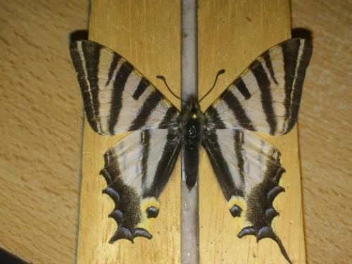 Iphiclides feisthamelii
