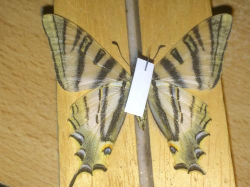 Iphiclides feisthamelii