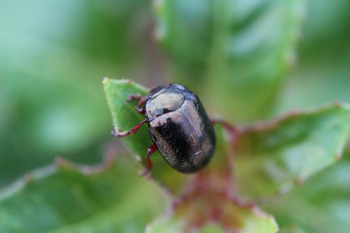 Chrysolina bankii