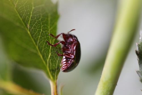 Chrysolina bankii