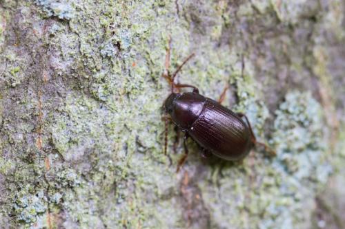 insecte coléoptère en 7 lettres