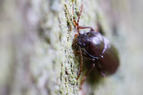 insecte coléoptère en 7 lettres