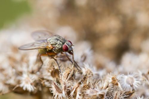 Helina impuncta