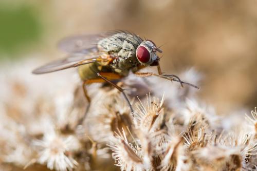 Helina impuncta