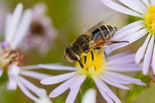Eristalis arbustorum