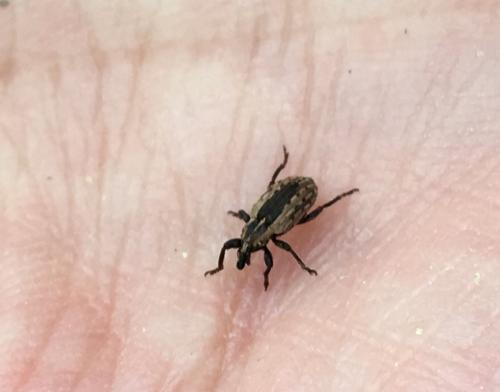 Hypera sp.