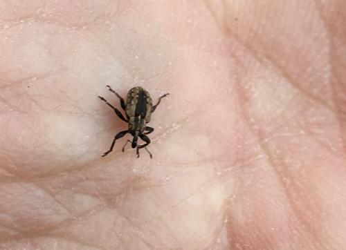 Hypera sp.