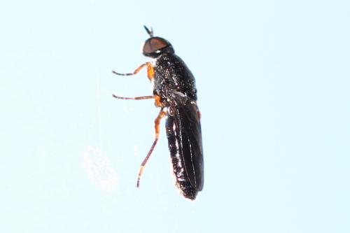Réf. 197 842 : Scenopinus fenestralis