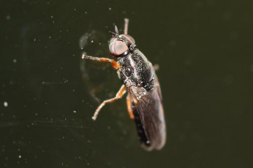 Réf. 197 843 : Scenopinus fenestralis
