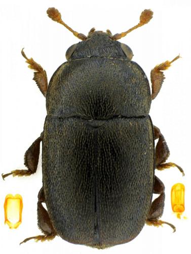 Réf. 197 563 : Genistogethes carinulatus
