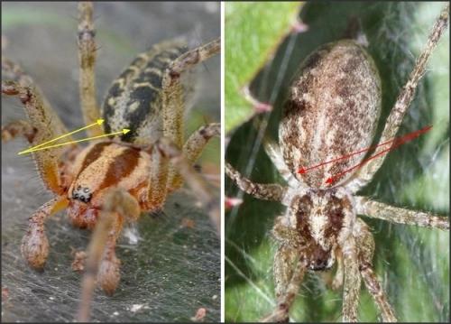 Agelena_sl sp.