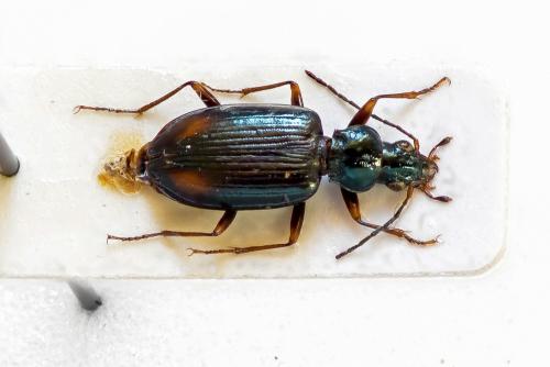 Réf. 197 139 : Bembidion terminale