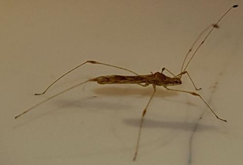 Metacanthus meridionalis