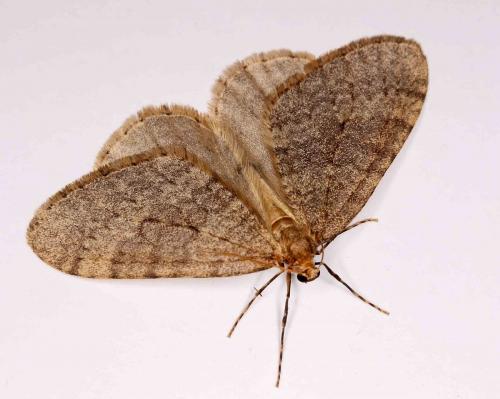 Operophtera brumata