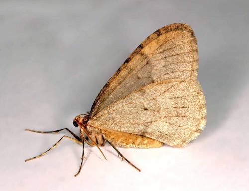 Réf. 197 702 : Operophtera brumata