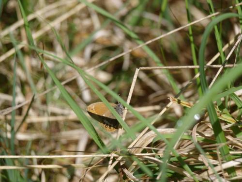 Réf. 197 233 : Coenonympha hero