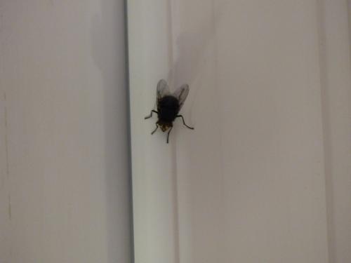 Calliphora vicina