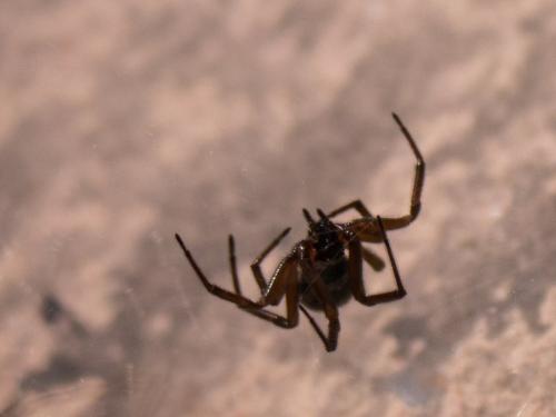 Steatoda sp.
