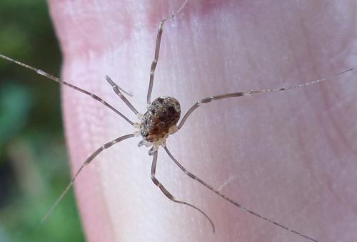Nelima sp.