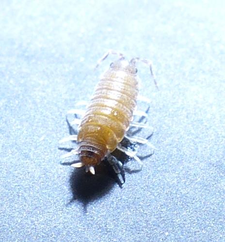 Porcellionides pruinosus