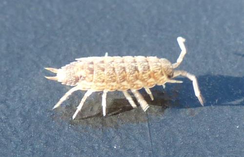 Acaeroplastes melanurus