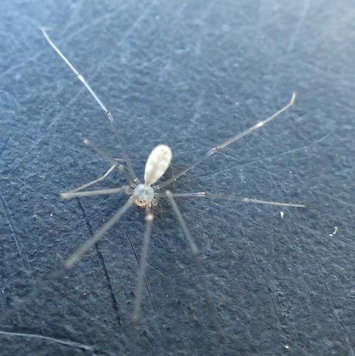 Réf. 197 399 : Pholcus phalangioides