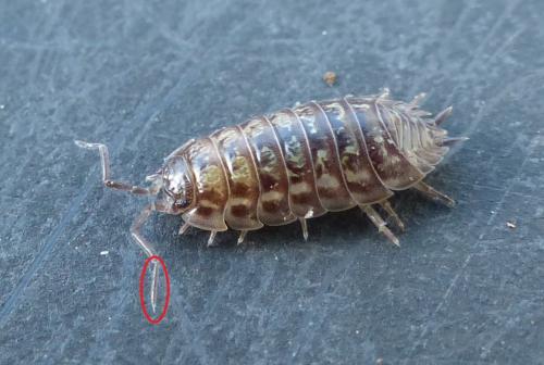 Réf. 197 543 : Oniscus asellus