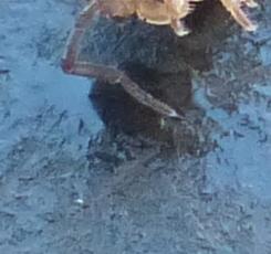 Oniscus asellus