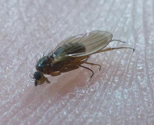 Réf. 197 576 : Lonchoptera sp.