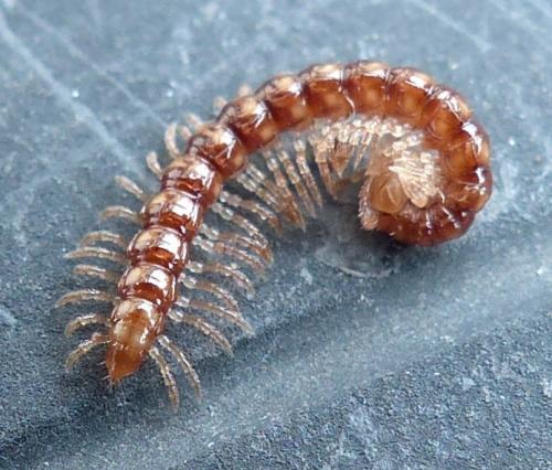 Stosatea italica