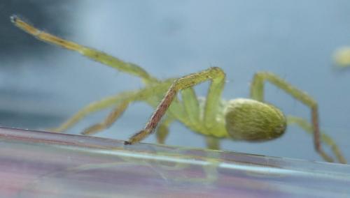 Micrommata ligurina