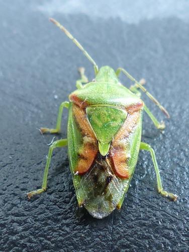 Réf. 197 748 : Cyphostethus tristriatus