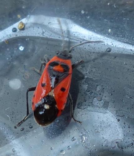 Melanocoryphus albomaculatus