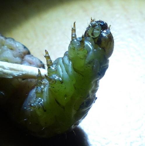 Noctua pronuba